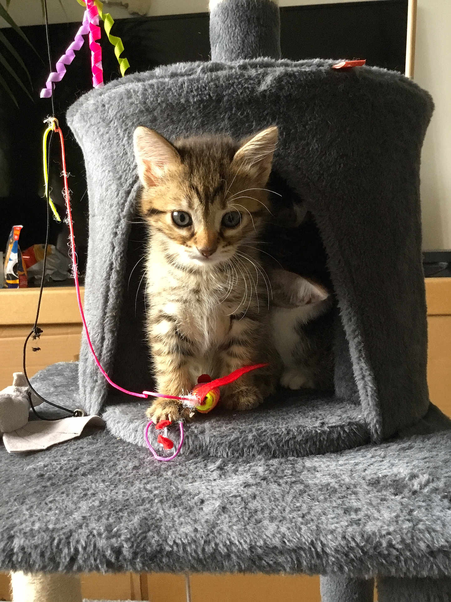 Kali