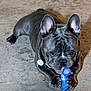 dog, french_bulldog, toy, playful, pet, animal, indoor, floor, paws, ears, collar, tag, cute, focused, wrinkles, black_coat, pet_toy, animal_portrait, closeup, domestic_animal