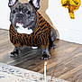 Kobe is registered to the contest to win money with this photo: french_bulldog, dog, birthday, candle, cake, sweater, balloon, number_one, floor, wooden_floor, rug, pet, indoor, celebration, animal, cute, small_dog, lighting, shadow, wall