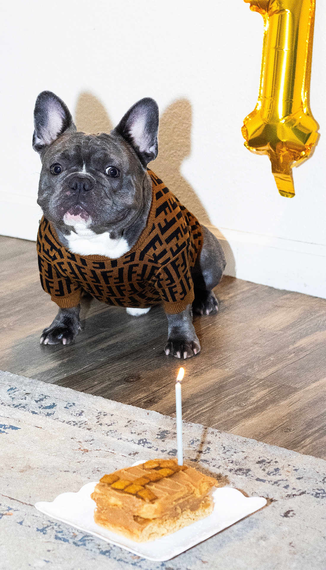 Kobe is registered to the contest to win money with this photo: french_bulldog, dog, birthday, candle, cake, sweater, balloon, number_one, floor, wooden_floor, rug, pet, indoor, celebration, animal, cute, small_dog, lighting, shadow, wall
