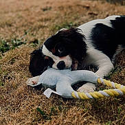 Tokyo a rejoint le concours — aidez-le/la à gagner de superbes lots ! puppy, dog, toy, chewing, grass, outdoor, playful, black_and_white, pet, animal, cute, young, fur, ears, snout, closeup, nature, daylight, grass_field, lying_down