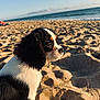 Tokyo participe au concours pour gagner de l'argent avec cette photo : puppy, dog, beach, sand, ocean, sky, outdoor, sunlight, pet, animal, closeup, tricolor, cute, young, nature, portrait, sideview, calm, daytime, water
