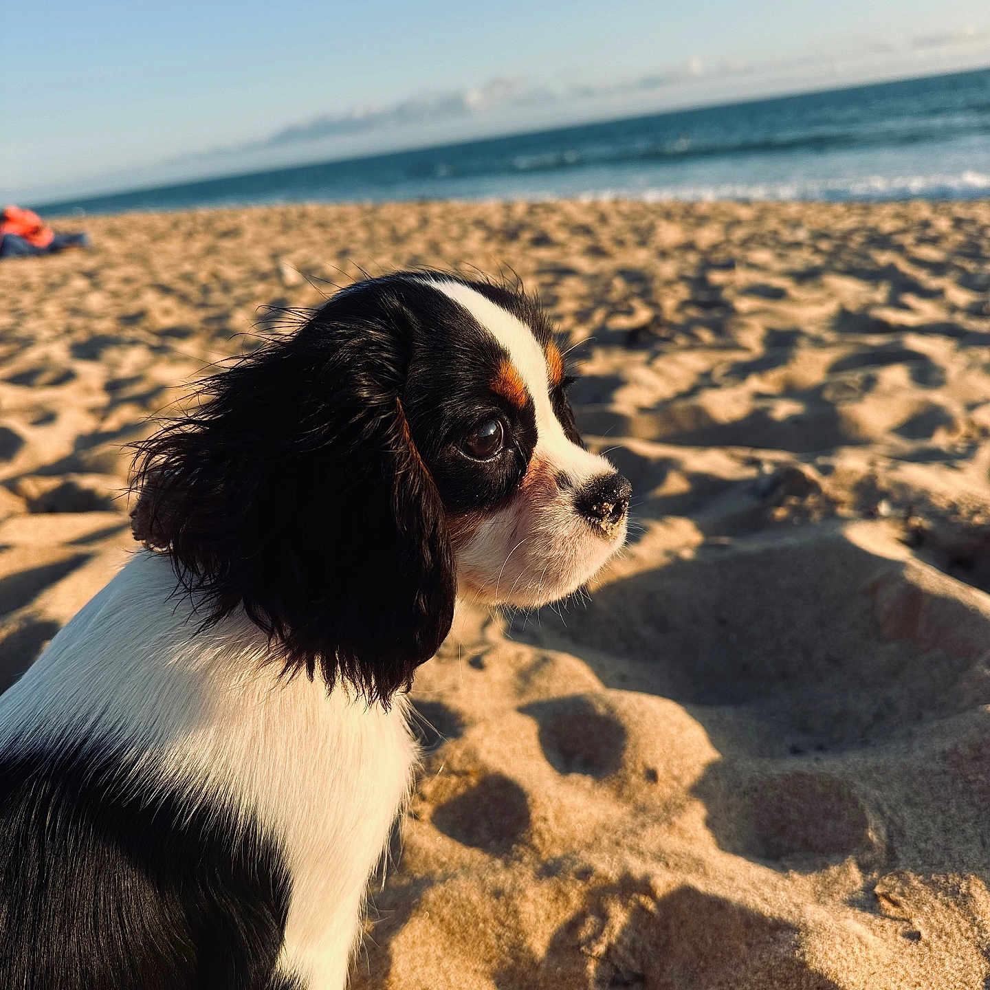 Tokyo participe au concours pour gagner de l'argent avec cette photo : animal, beach, calm, closeup, cute, daytime, dog, nature, ocean, outdoor, pet, portrait, puppy, sand, sideview, sky, sunlight, tricolor, water, young