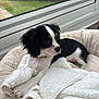 Tokyo participe au concours pour gagner de l'argent avec cette photo : puppy, dog, bed, blanket, white, black, brown, fur, pet, cozy, indoor, window, garden, resting, cute, young, animal, soft, domestic, comfort