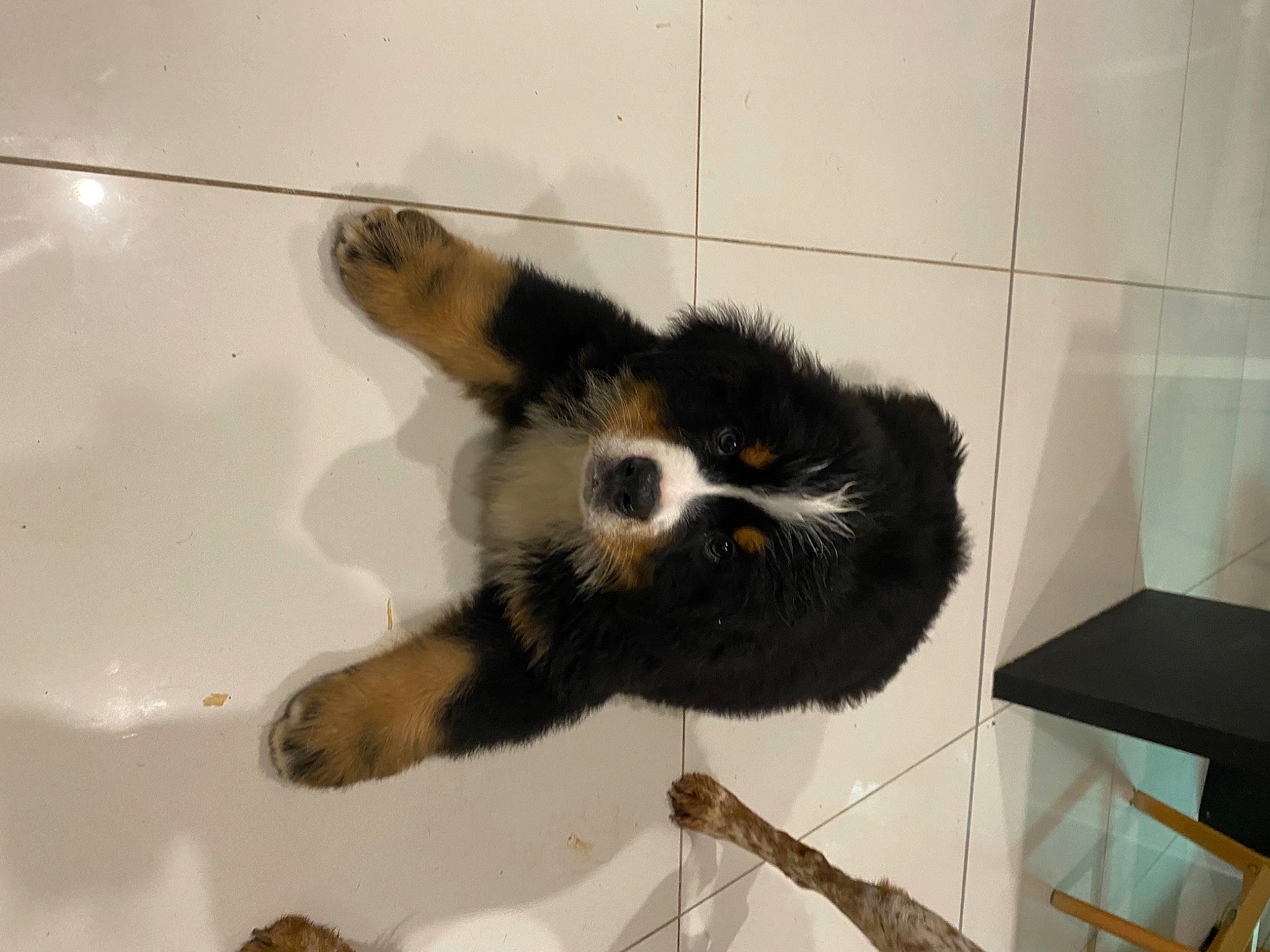 Spender a rejoint le concours — aidez-le/la à gagner de superbes lots ! animal_shelter, bathtub, canidae, carnivore, claw, companion_dog, dog_breed, felidae, fluid, fur, paw, pet_supply, procyonidae, puppy, snout, sporting_group, tail, terrestrial_animal, whiskers, wildlife