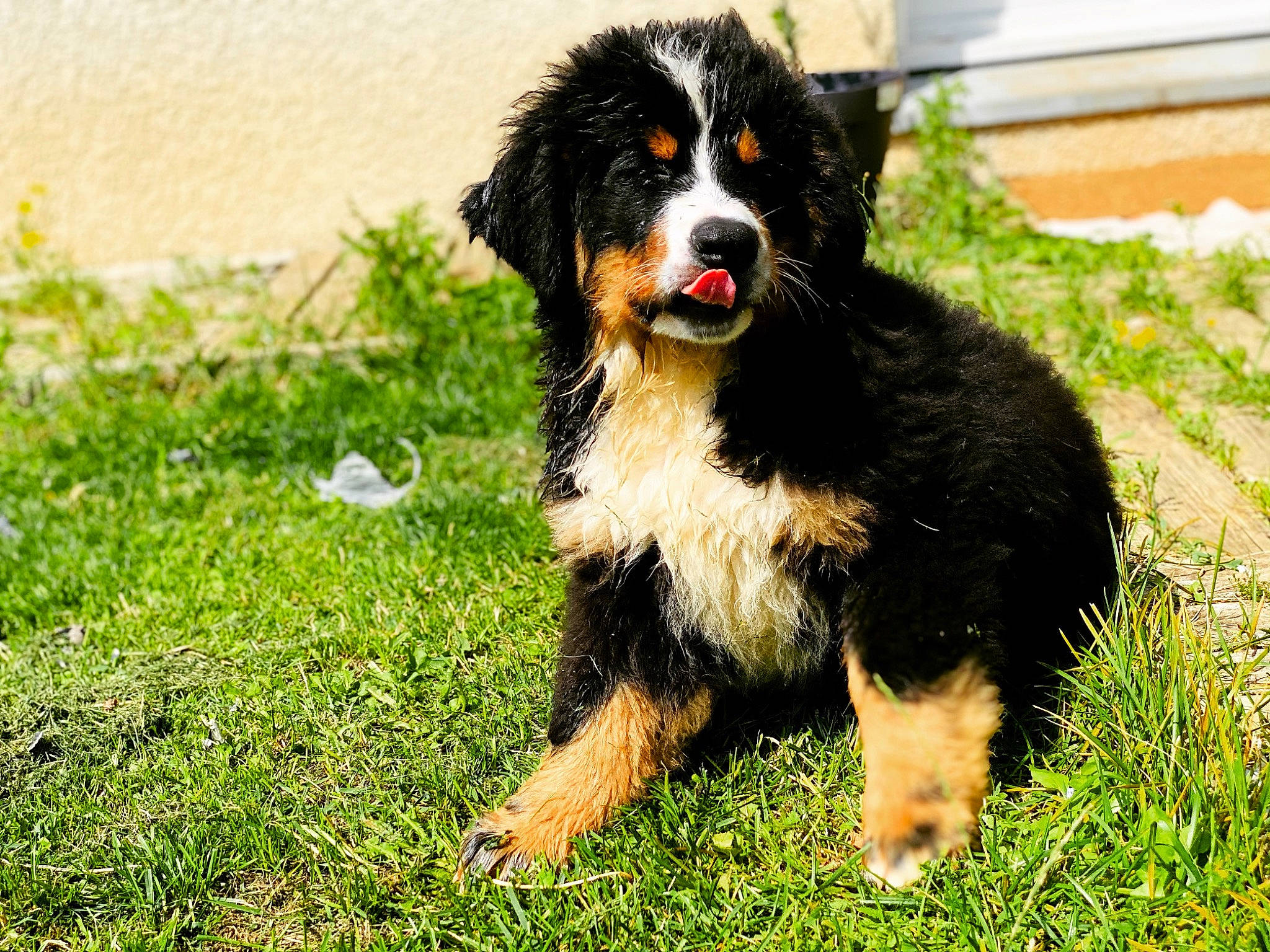Spender a rejoint le concours — aidez-le/la à gagner de superbes lots ! automotive_tire, bernese_mountain_dog, biting, canidae, carnivore, companion_dog, dog, dog_breed, fur, grass, herbaceous_plant, herding_dog, plant, snout, sporting_group, terrestrial_animal, working_dog