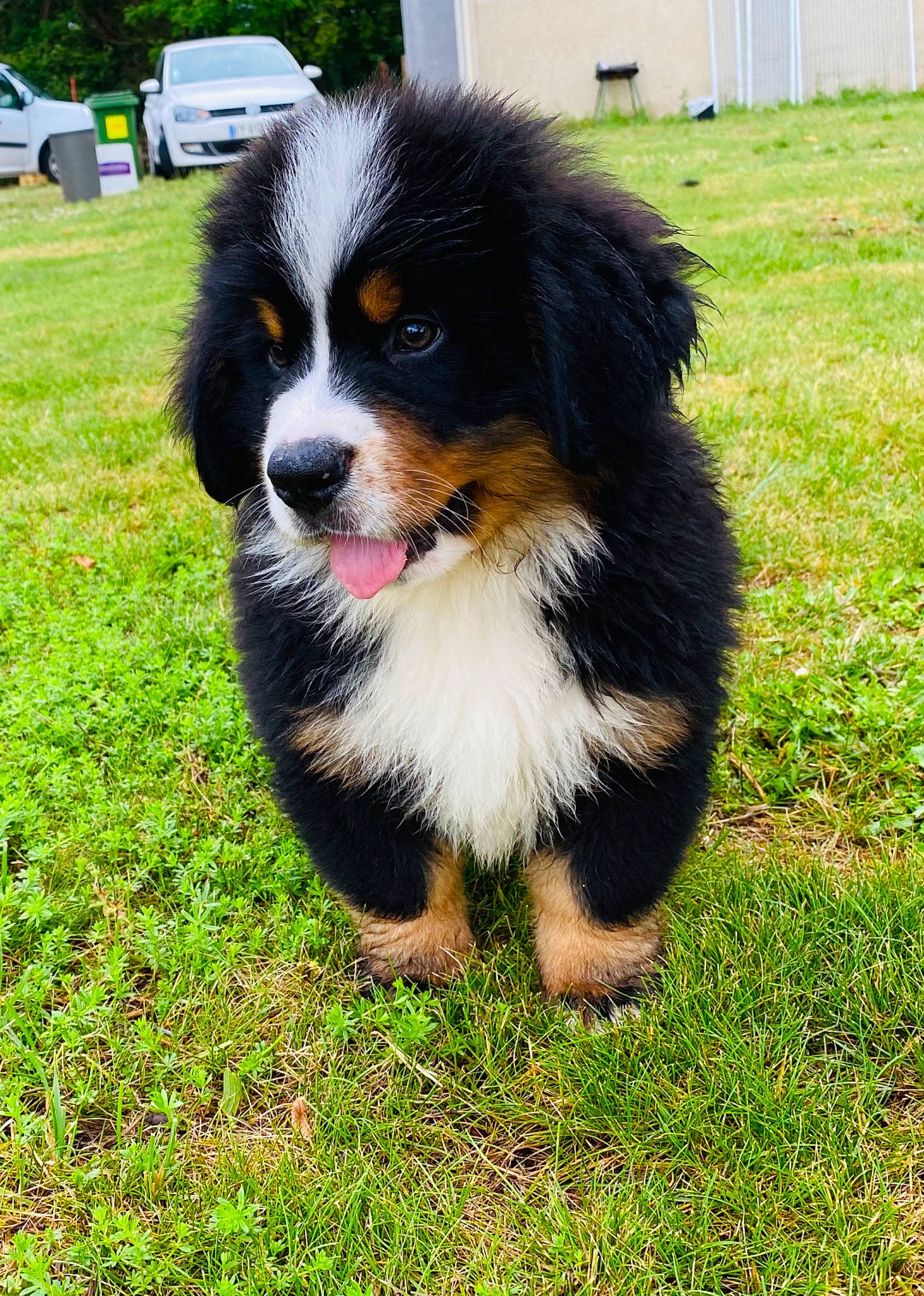 Spender a rejoint le concours — aidez-le/la à gagner de superbes lots ! bernese_mountain_dog, canidae, car, carnivore, companion_dog, dog, dog_breed, door, grass, herding_dog, plant, snout, sporting_group, terrestrial_animal, tire, truck, vehicle, wheel, whiskers, working_dog