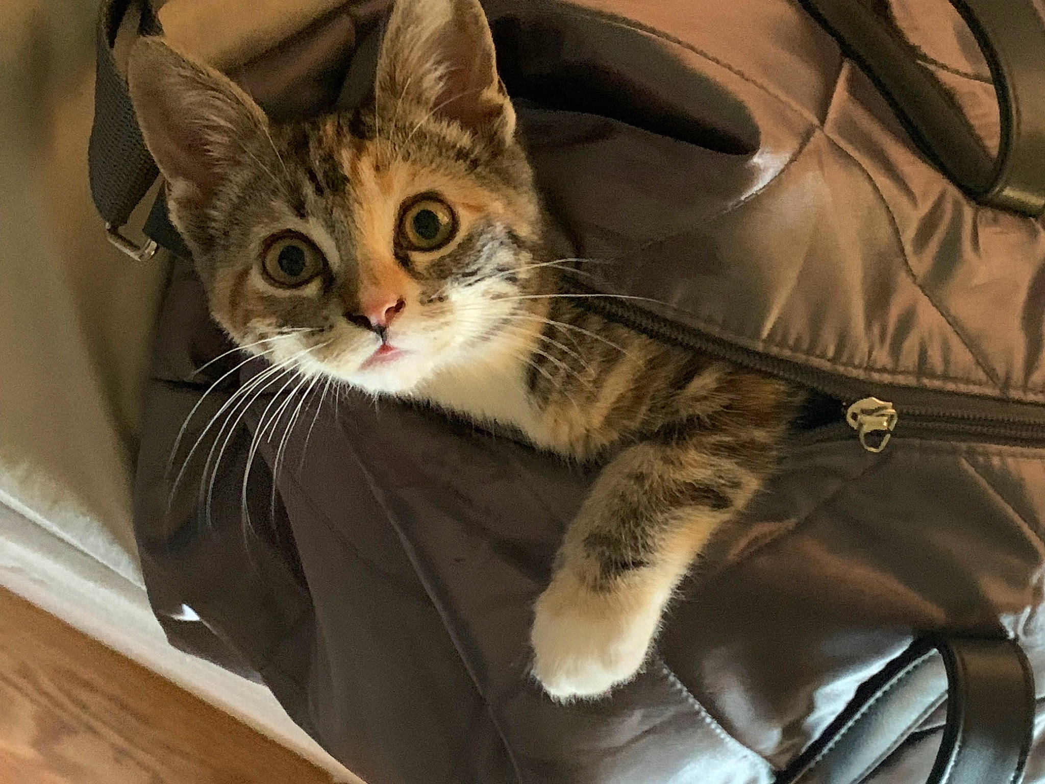 Atlas joined the competition — help win amazing prizes! bag, box, cardboard, carnivore, cat, claw, comfort, domestic_short_haired_cat, felidae, fur, hardwood, paw, sitting, small_to_medium_sized_cats, snout, varnish, whiskers, wood, wood_flooring, wood_stain