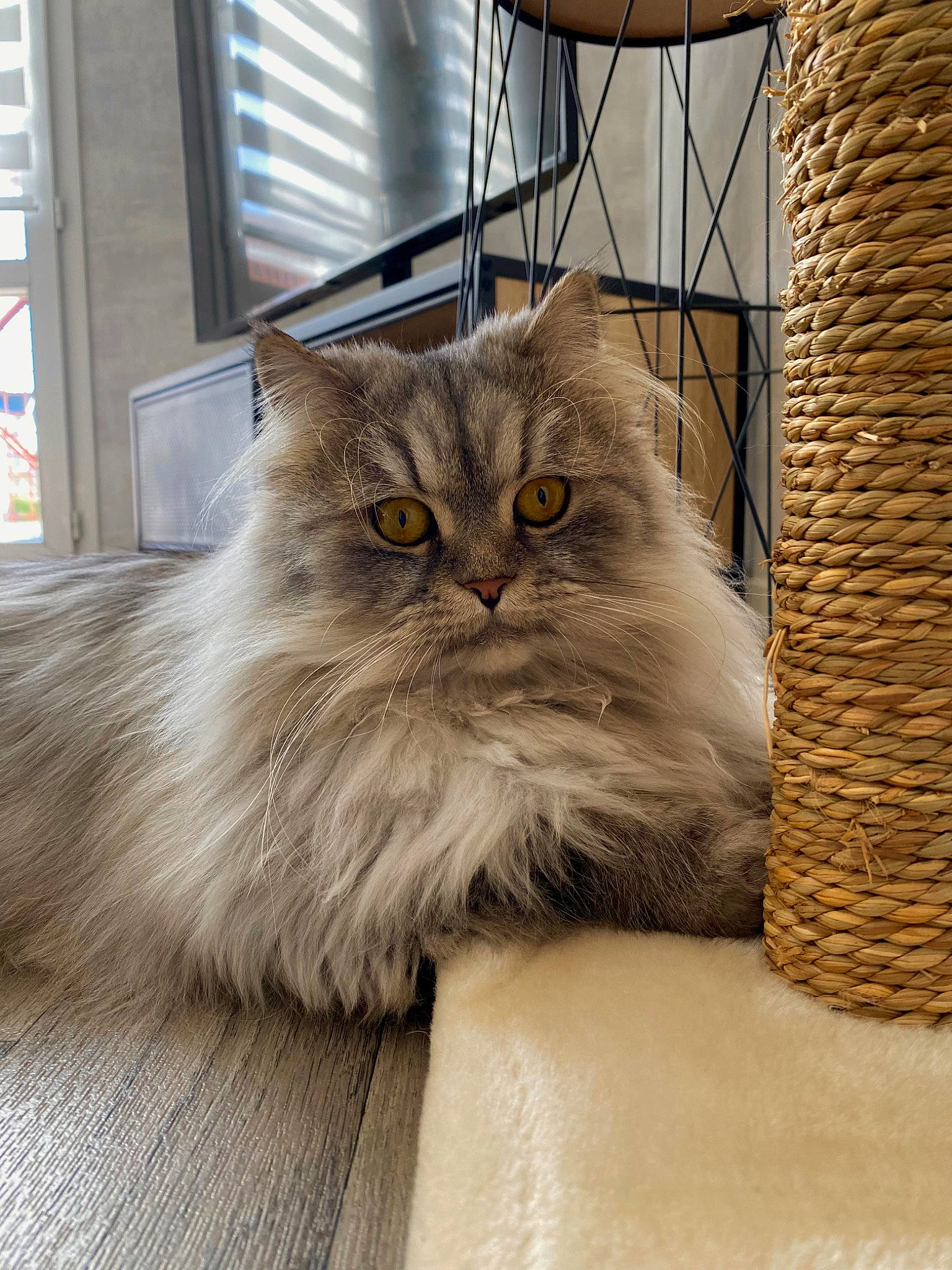 Ayna a rejoint le concours — aidez-le/la à gagner de superbes lots ! british_longhair, carnivore, cat, fawn, felidae, fur, hardwood, persian, plant, small_to_medium_sized_cats, snout, terrestrial_animal, whiskers, window, wood