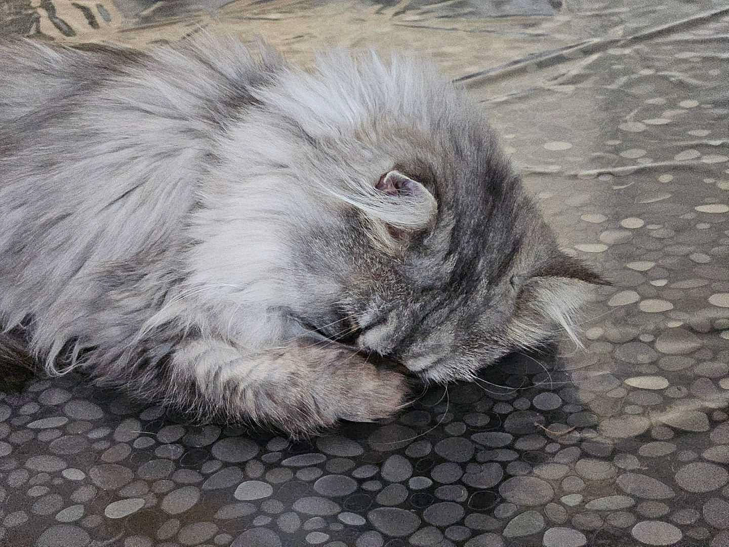 Ayna participe au concours pour gagner de l'argent avec cette photo : asphalt, british_longhair, carnivore, cat, claw, cobblestone, concrete, domestic_short_haired_cat, felidae, flooring, fur, grey, paw, road_surface, small_to_medium_sized_cats, tail, terrestrial_animal, whiskers