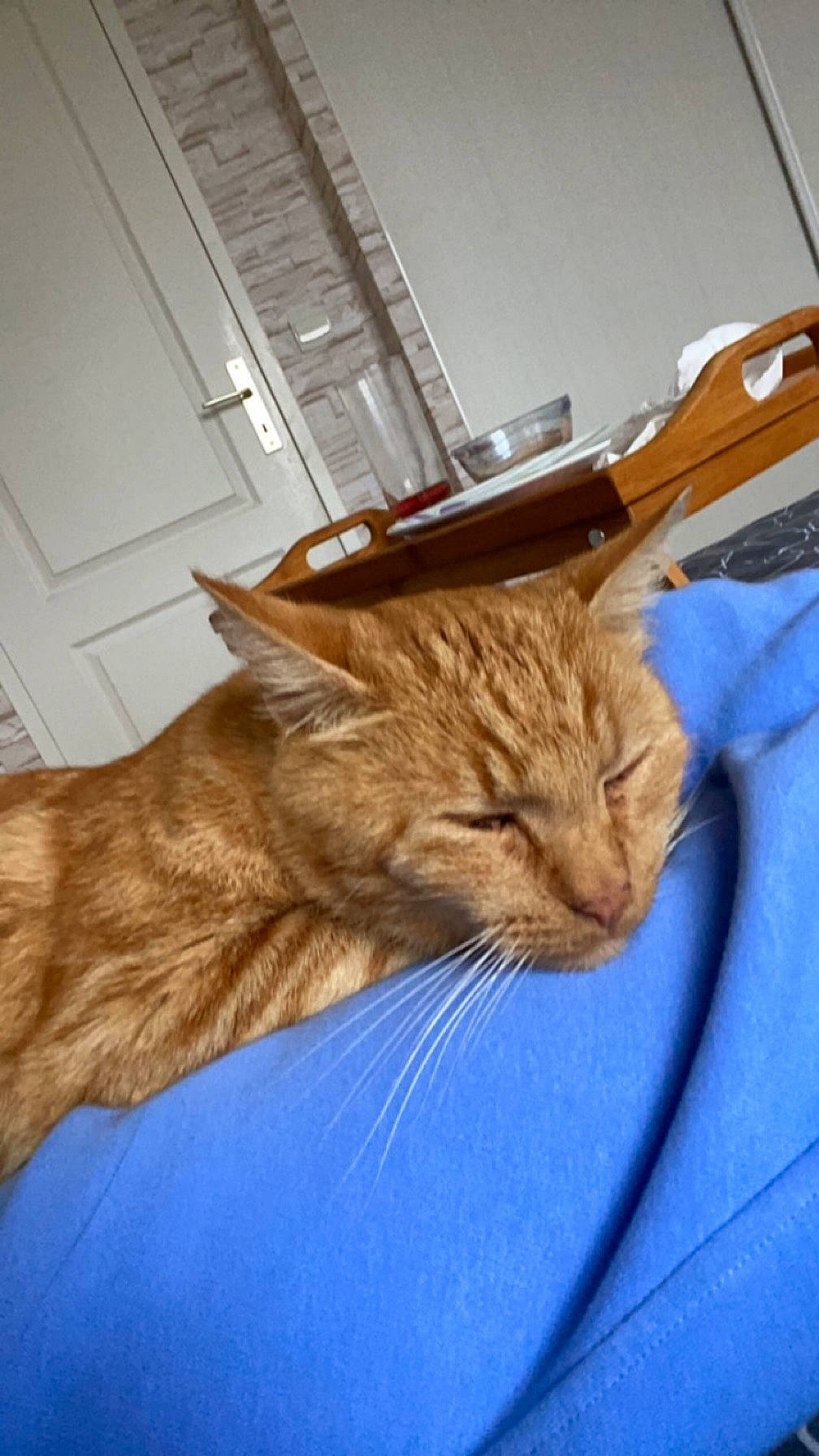 Tigrou participe au concours pour gagner de l'argent avec cette photo : carnivore, cat, claw, comfort, domestic_short_haired_cat, door, fawn, felidae, fur, hardwood, nap, room, small_to_medium_sized_cats, snout, tail, whiskers, window, wood