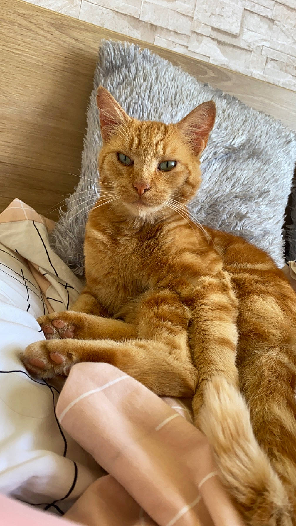 Tigrou participe au concours pour gagner de l'argent avec cette photo : carnivore, cat, claw, comfort, domestic_short_haired_cat, fawn, felidae, fur, paw, sitting, small_to_medium_sized_cats, snout, tail, terrestrial_animal, whiskers, wildlife