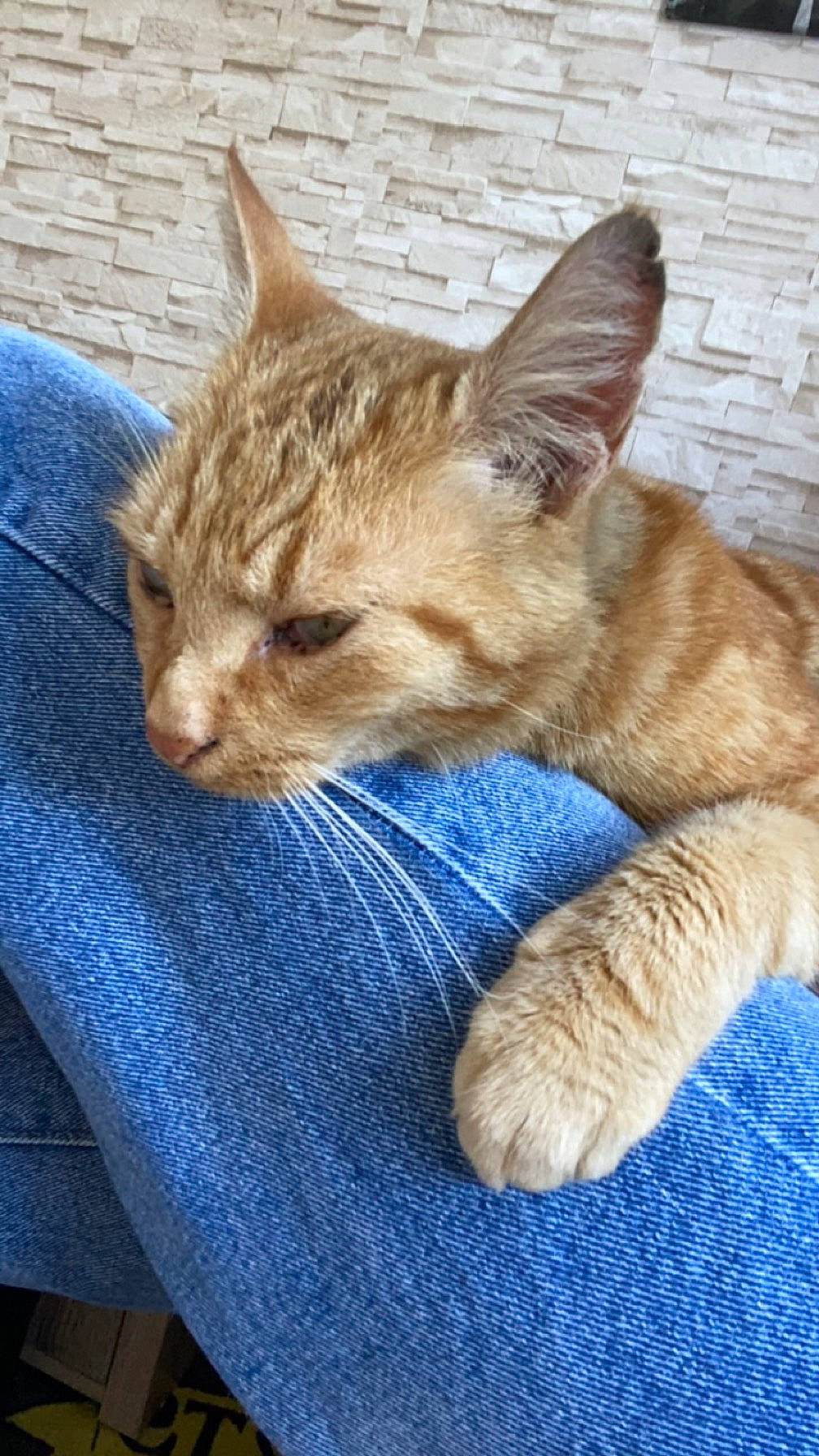 Tigrou a rejoint le concours — aidez-le/la à gagner de superbes lots ! carnivore, cat, claw, comfort, domestic_short_haired_cat, electric_blue, fawn, felidae, foot, fur, gesture, nap, paw, sleep, small_to_medium_sized_cats, snout, tail, terrestrial_animal, whiskers, wildlife