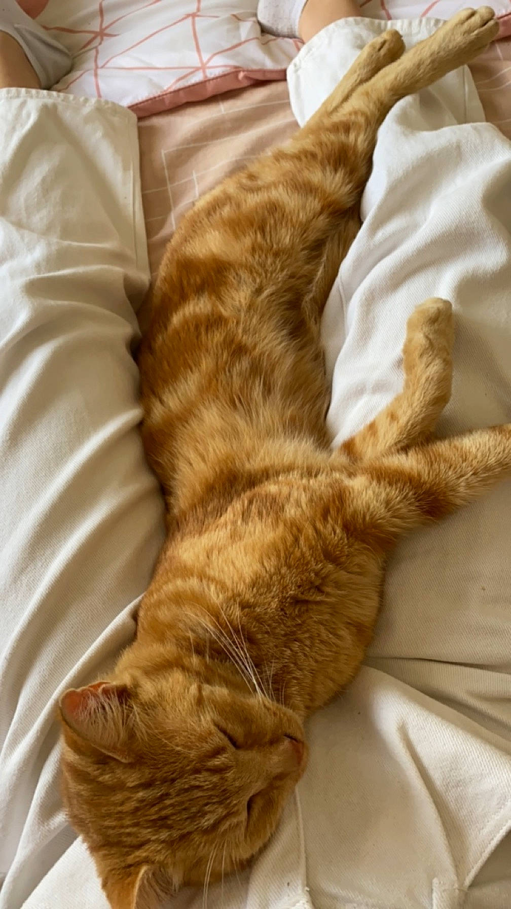 Tigrou participe au concours pour gagner de l'argent avec cette photo : brown, carnivore, cat, claw, comfort, domestic_short_haired_cat, fawn, felidae, flooring, fur, human_leg, linens, liver, small_to_medium_sized_cats, snout, sporting_group, tail, terrestrial_animal, whiskers, wood