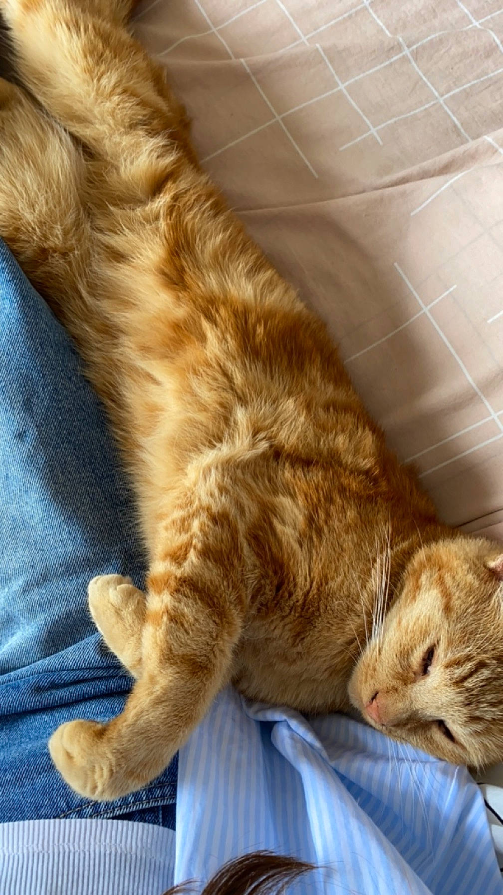 Tigrou participe au concours pour gagner de l'argent avec cette photo : carnivore, cat, claw, comfort, domestic_short_haired_cat, fawn, felidae, fur, gesture, human_leg, liver, nap, paw, sleep, small_to_medium_sized_cats, snout, tail, terrestrial_animal, whiskers, wood