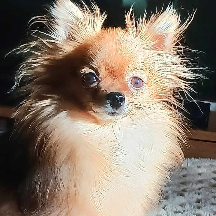 Ladies a rejoint le concours — aidez-le/la à gagner de superbes lots ! animal, blanket, canine, companion, cozy, cute, cute_pet, dog, domestic_animal, fluffy, fur, fuzzy, indoors, long_hair, looking_at_camera, pet, portrait, sitting, small_dog, warm_light