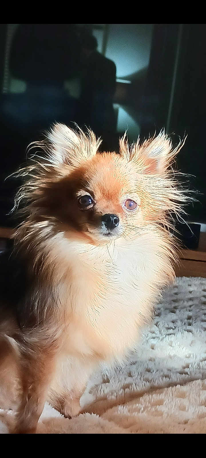 Ladies a rejoint le concours — aidez-le/la à gagner de superbes lots ! dog, small_dog, fluffy, long_hair, pet, animal, indoors, blanket, fur, cute, portrait, companion, canine, domestic_animal, sitting, looking_at_camera, warm_light, cozy, fuzzy, cute_pet