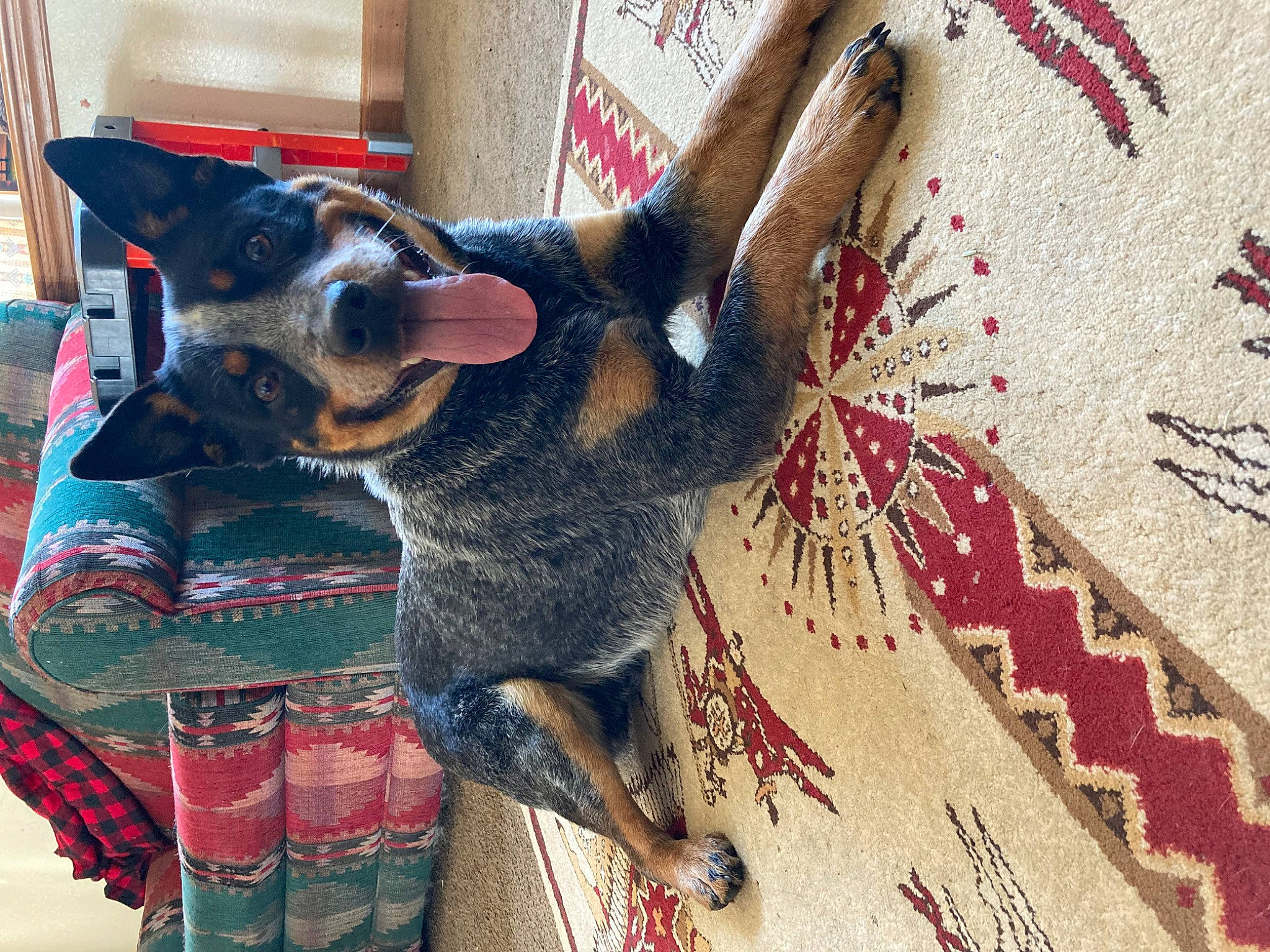 Apollo is registered to the contest to win money with this photo: art, carmine, carnivore, collar, companion_dog, creative_arts, dog, dog_breed, dog_supply, fawn, flooring, fur, pattern, snout, sporting_group, tail, textile, toy_dog, visual_arts, working_animal