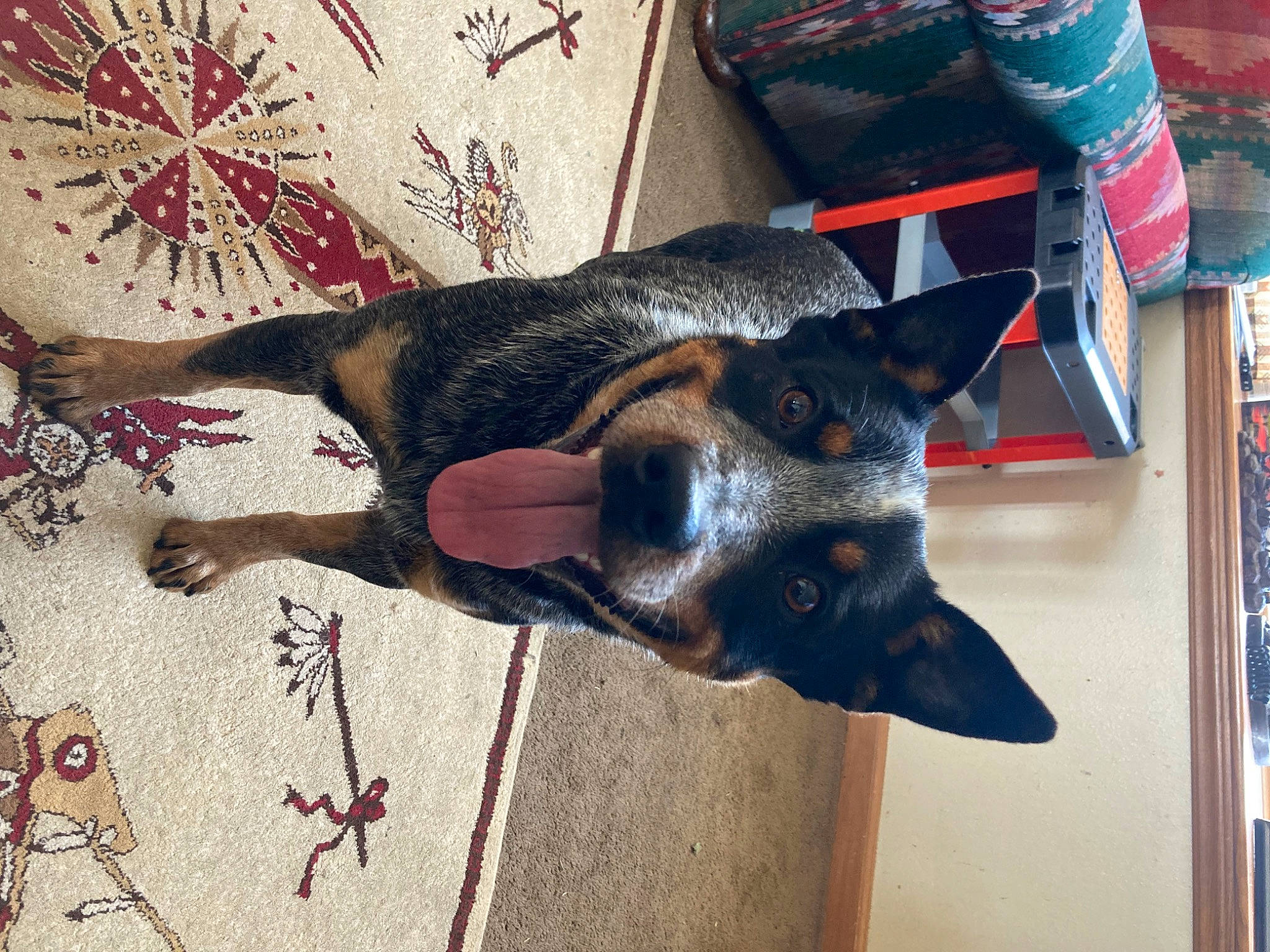 Apollo is registered to the contest to win money with this photo: art, carmine, carnivore, collar, creative_arts, dog, dog_breed, dog_supply, door, fawn, flooring, fur, mammal, pattern, pet_supply, sporting_group, visual_arts, window, working_animal