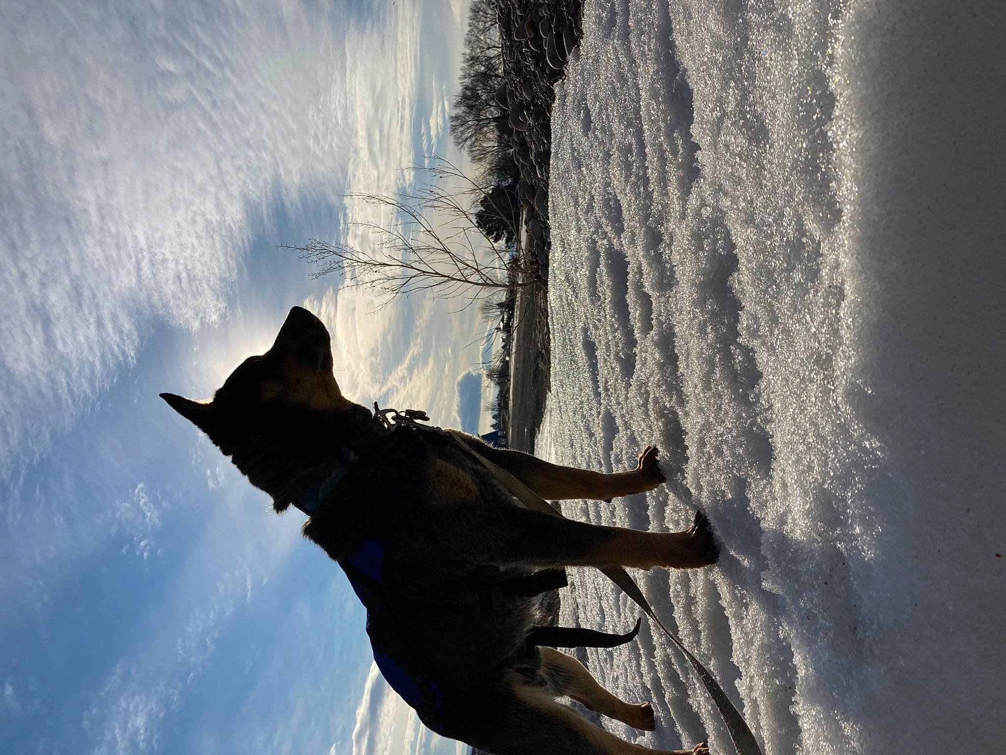 Apollo joined the competition — help win amazing prizes! cloud, dog, flash_photography, freezing, hand, landscape, people_in_nature, plant, recreation, sky, slope, snow, tints_and_shades, tree, trunk, twig, water, window, winter, wood