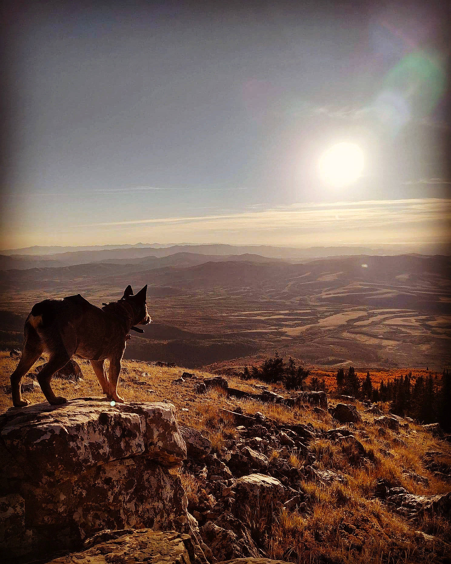 Apollo is registered to the contest to win money with this photo: astronomical_object, atmosphere, atmospheric_phenomenon, calm, carnivore, cloud, dog, dog_breed, ecoregion, grassland, horizon, landscape, light, moon, natural_landscape, sky, sunlight, sunset, tints_and_shades, wood