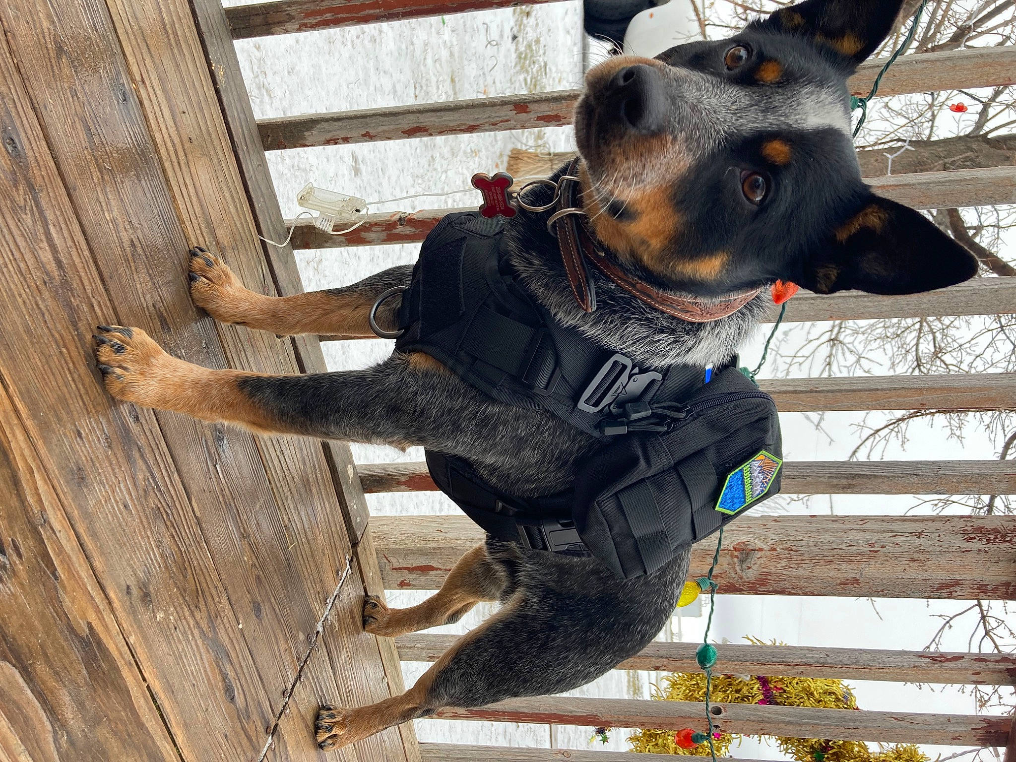 Apollo is registered to the contest to win money with this photo: canidae, carnivore, collar, companion_dog, dog, dog_breed, dog_collar, dog_supply, fawn, guard_dog, hardwood, pattern, pet_supply, plank, snout, sporting_group, toy_dog, window, wood, working_animal