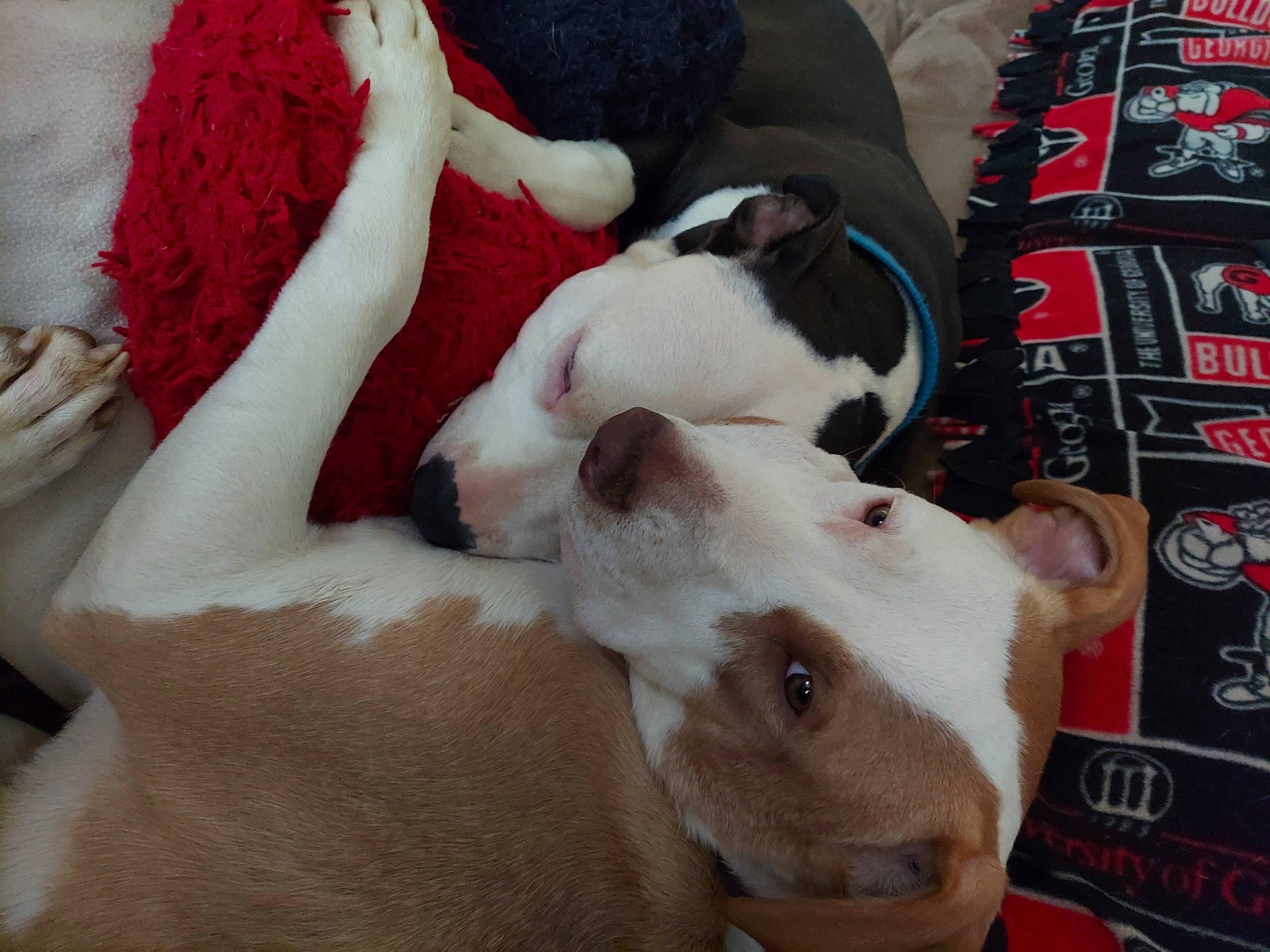 Harley And Rocky joined the competition — help win amazing prizes! canidae, carmine, carnivore, collar, comfort, companion_dog, dog, dog_breed, ear, fawn, felidae, fur, linens, mammal, small_to_medium_sized_cats, sporting_group, tail, whiskers, white, working_animal