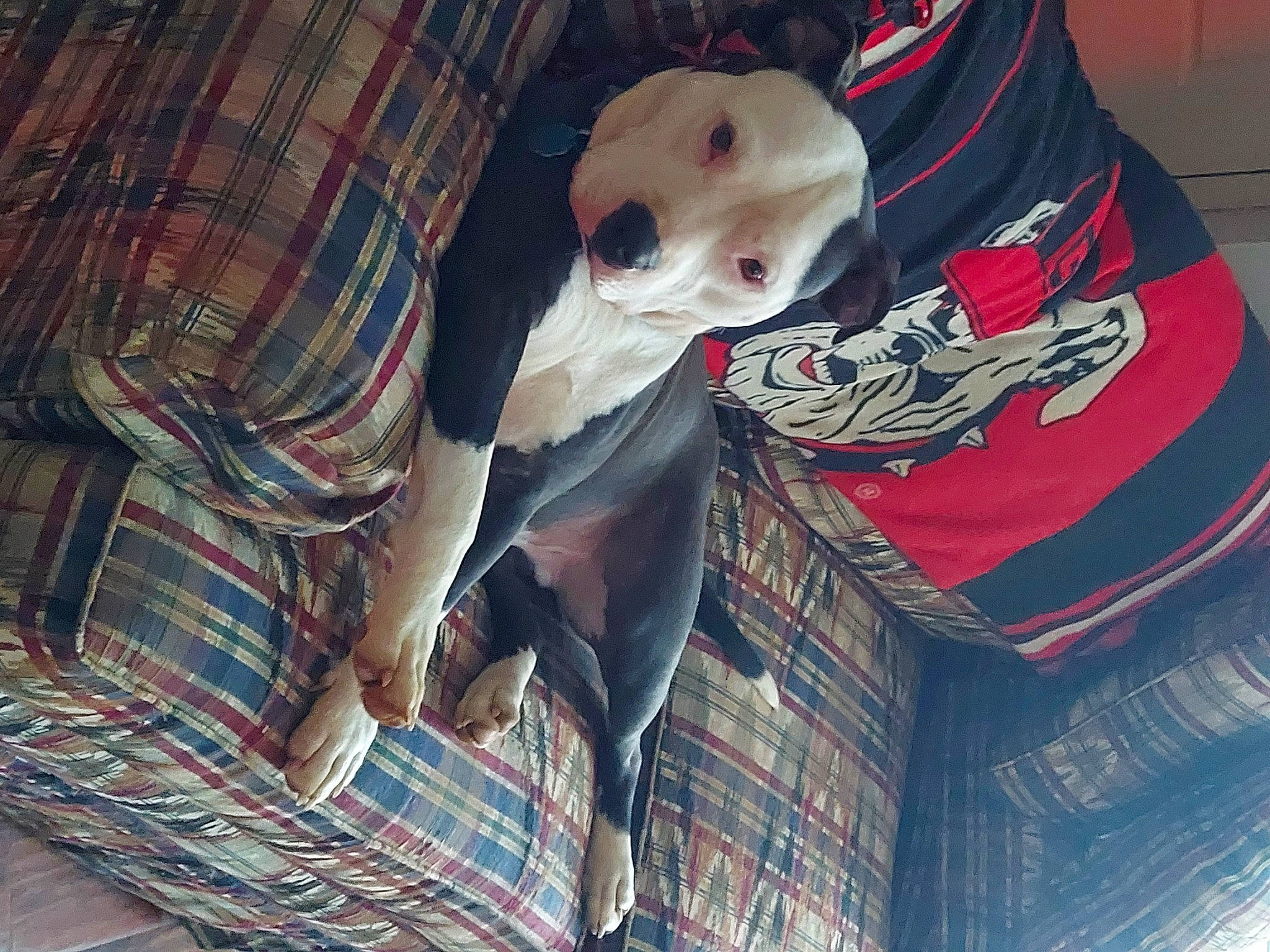 Harley And Rocky joined the competition — help win amazing prizes! carmine, carnivore, companion_dog, eyewear, fashion_accessory, fawn, fictional_character, flooring, fur, outerwear, pattern, personal_protective_equipment, plaid, selfie, sleeve, street_fashion, t_shirt, tartan, textile, top