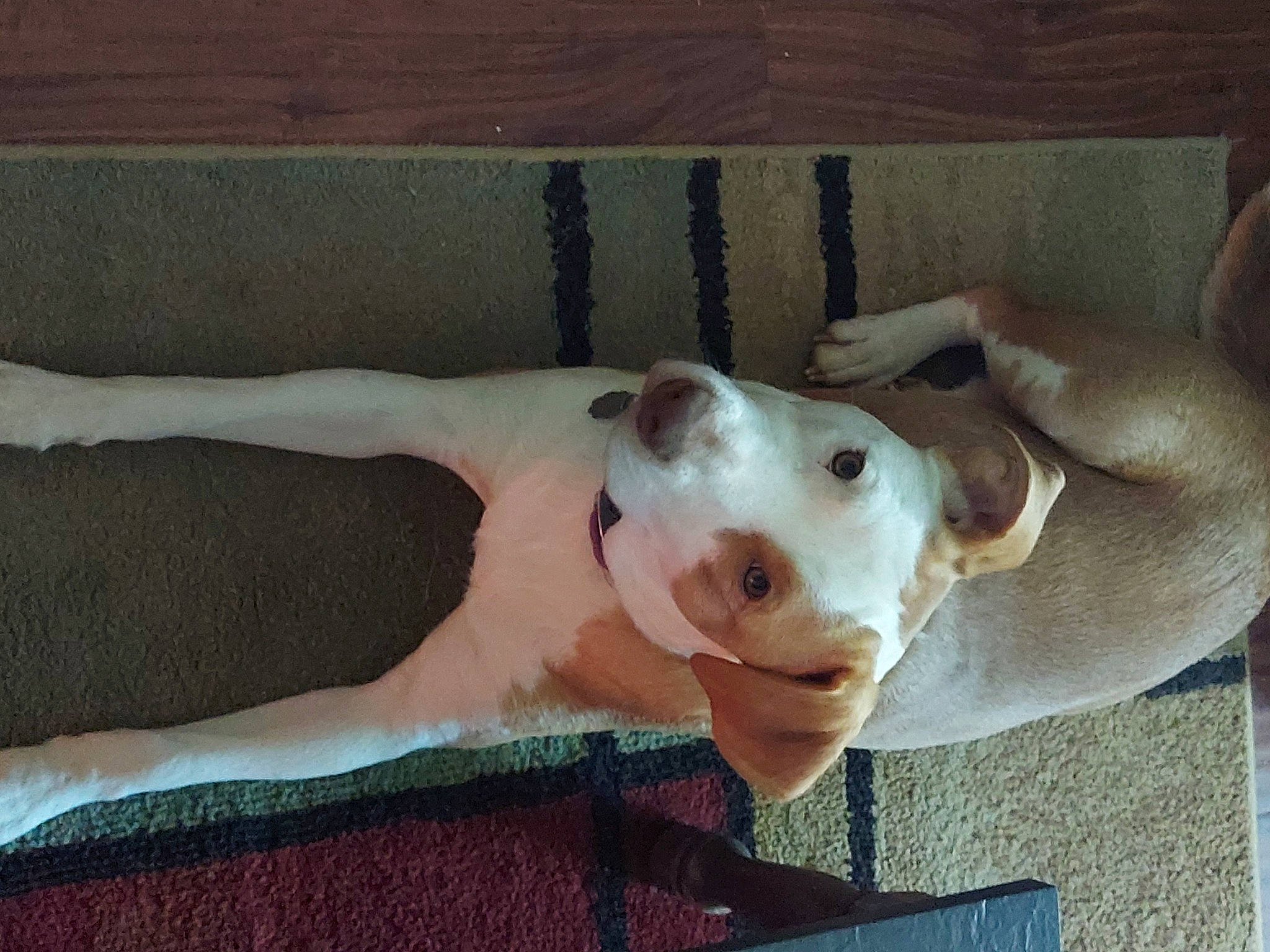 Harley And Rocky is registered to the contest to win money with this photo: canidae, carnivore, companion_dog, dog, dog_breed, ear, eye, fawn, foot, head, human_leg, non_sporting_group, paw, snout, sporting_group, tail, terrestrial_animal, wood, working_animal