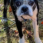 Stanley joined the competition — help win amazing prizes! animal, black_and_white, canine, close_up, collar, curious, daylight, dog, expression, face, fur, grass, leaves, nature, nostrils, outdoor, paws, pet, snout, tongue