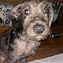 Bodhi is registered to the contest to win money with this photo: dog, indoor, wooden_furniture, can, curious, close_up, scruffy, pet, brown, black, floor, eyes, nose, fur, animal, looking, young, household, cabinet, blur