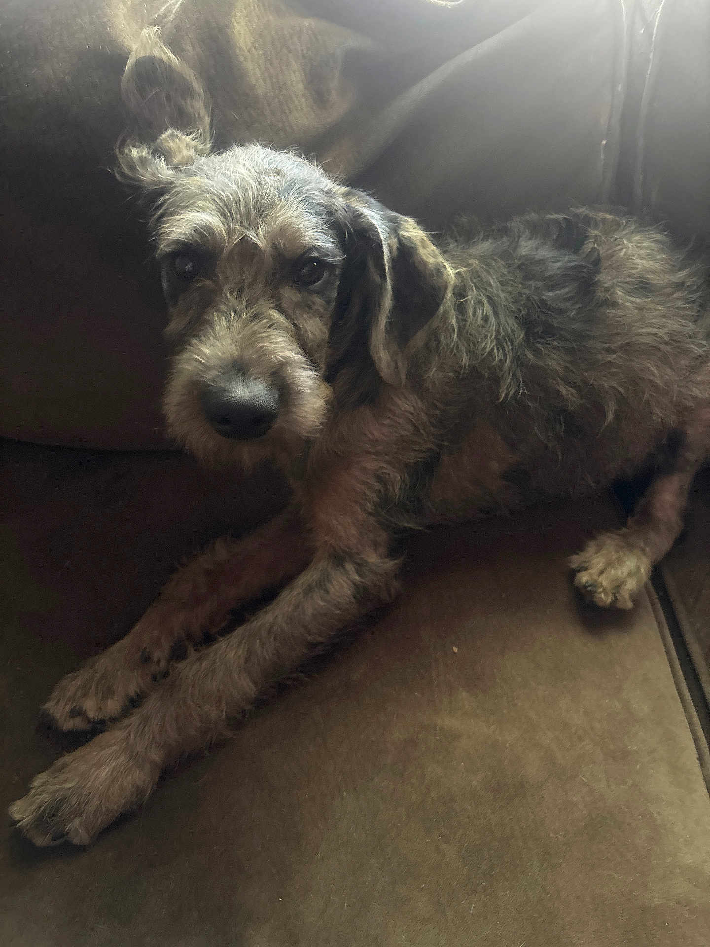 Bodhi joined the competition — help win amazing prizes! dog, couch, pet, animal, fur, relaxed, indoor, brown, legs, face, ears, snout, canine, laying, home, cozy, fluffy, curious, furniture, resting