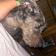 Bodhi joined the competition — help win amazing prizes! dog, brindle, closeup, indoor, couch, person, arm, patterned_fabric, furniture, wood, pet, animal, resting, canine, snout, ear, fur, living_room, household, cozy