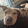 Drew is registered to the contest to win money with this photo: dog, resting, indoor, carpet, chair, black_surface, close_up, calm, pet, collar, relaxed, home, furniture, animal, brown, ears, face, snout, lying_down, light