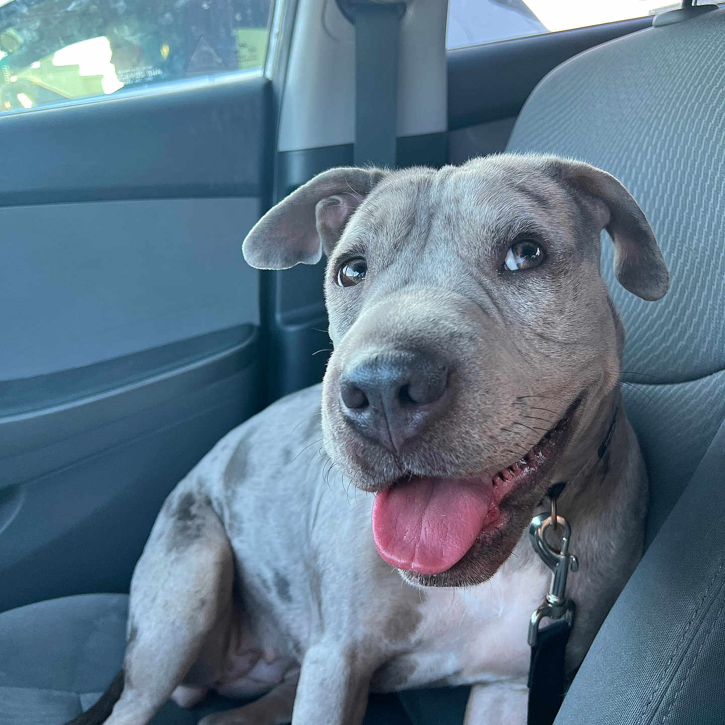 Drew is registered to the contest to win money with this photo: animal, bright, canine, car, car_seat, closeup, daylight, dog, domestic_animal, grey_fur, happy, inside, leash, pet, portrait, seatbelt, sitting, smiling, tongue_out, window