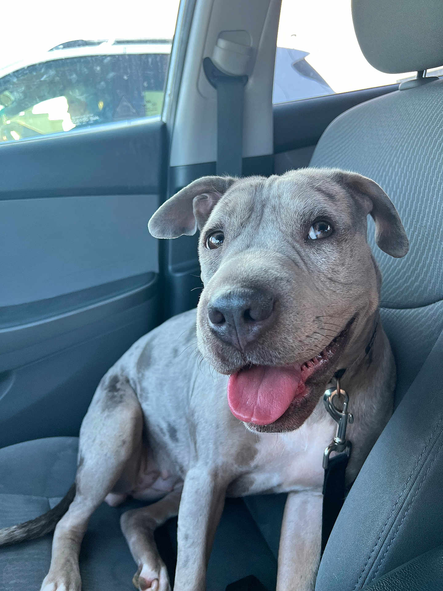 Drew is registered to the contest to win money with this photo: dog, car, car_seat, seatbelt, happy, tongue_out, pet, animal, inside, smiling, leash, closeup, portrait, domestic_animal, canine, sitting, grey_fur, bright, daylight, window