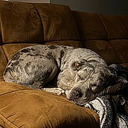 Drew joined the competition — help win amazing prizes! dog, sleeping, couch, brown_couch, blanket, indoor, relaxed, pet, fur, spotted, resting, cozy, home, animal, canine, comfortable, quiet, nap, domestic, furniture