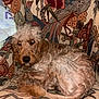 dog, curly_fur, armchair, floral_pattern, upholstery, indoor, pet, resting, curled_up, fur, flash, vintage, comfort, cozy, relaxed, brown, beige, animal, eyes, furniture