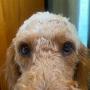 Clifford is registered to the contest to win money with this photo: dog, close_up, curly_fur, brown_fur, pet, animal, indoors, face, nose, ears, eyes, portrait, canine, furry, cute, domestic_animal, looking, background_blur, door, curtain