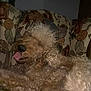 dog, curly_fur, tongue_out, couch, floral_pattern, vintage_furniture, indoor, pet, relaxed, canine, brown_fur, home, cozy, animal, resting, close_up, mammal, domestic_animal, furniture, portrait