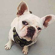 Charlie joined the competition — help win amazing prizes! dog, french_bulldog, white_dog, pet, animal, canine, close_up, ears, harness, floor, curious, sitting, indoor, looking_up, cute, portrait, paw, snout, expression, companion