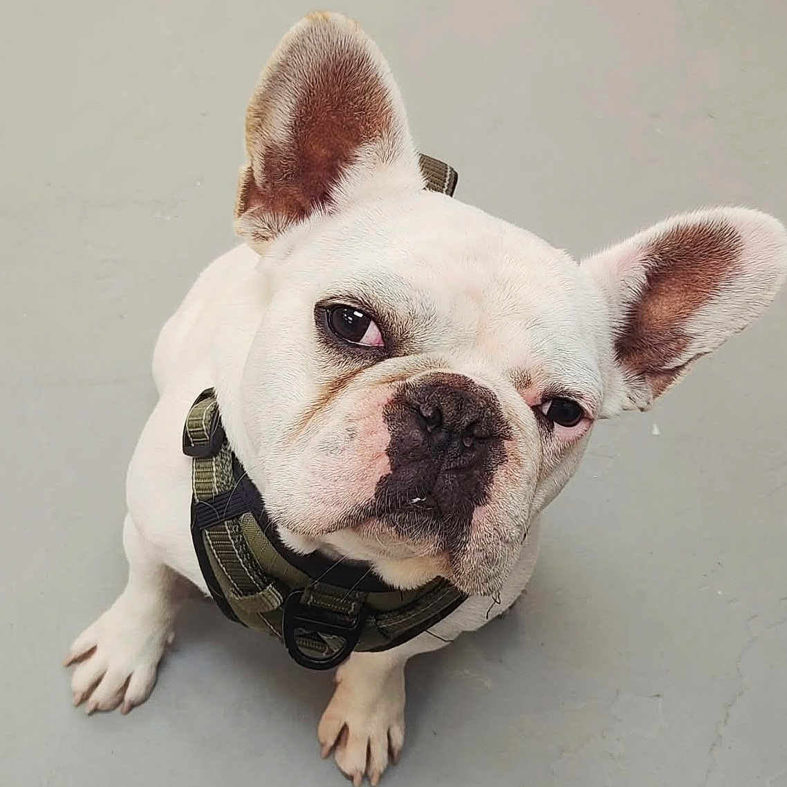 Charlie joined the competition — help win amazing prizes! dog, french_bulldog, white_dog, pet, animal, canine, close_up, ears, harness, floor, curious, sitting, indoor, looking_up, cute, portrait, paw, snout, expression, companion