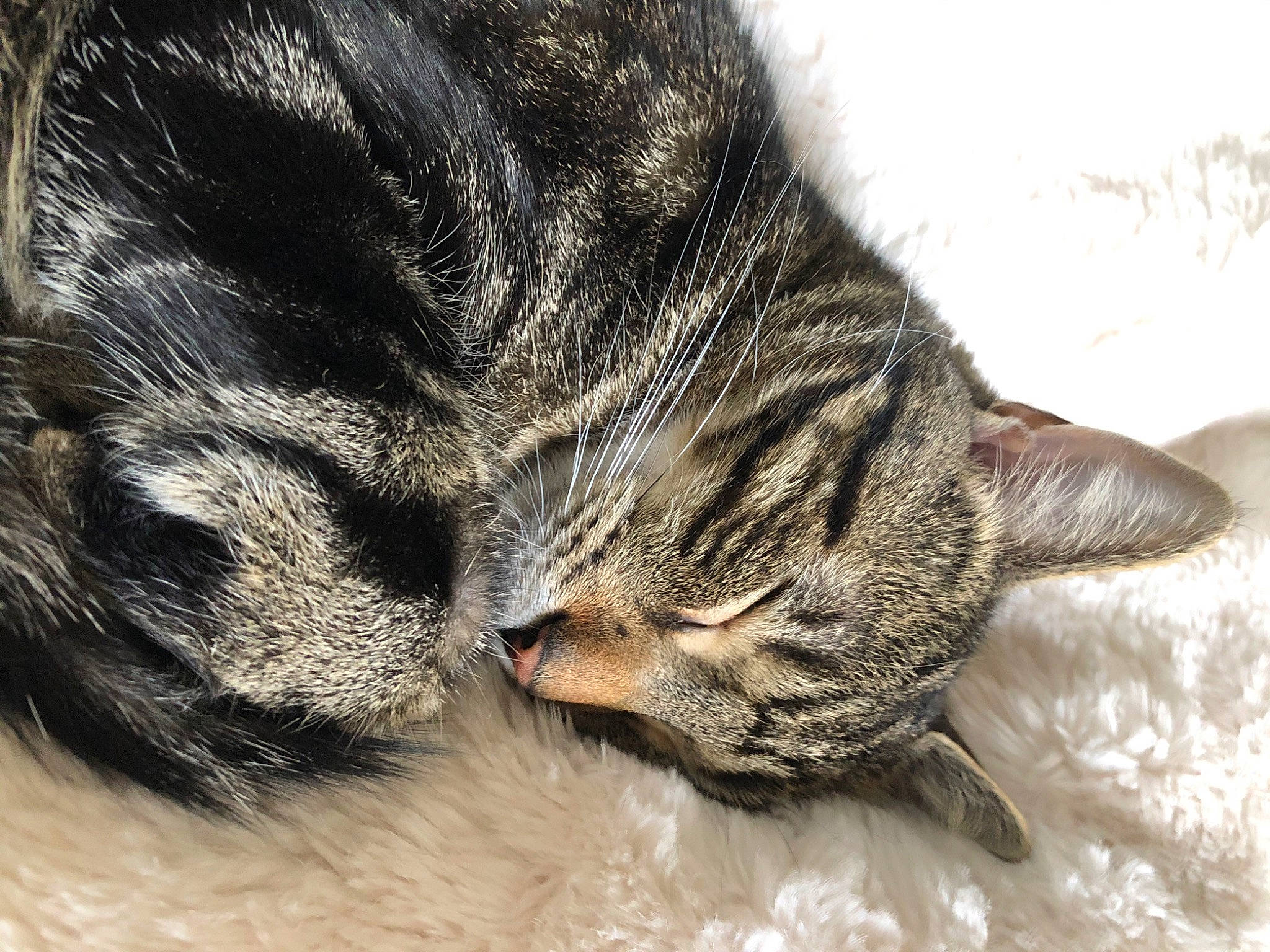 Mo joined the competition — help win amazing prizes! carnivore, cat, claw, close_up, domestic_short_haired_cat, dragon_li, european_shorthair, eye, felidae, fur, kitten, nap, paw, pixie_bob, sleep, small_to_medium_sized_cats, snout, tabby_cat, whiskers, wild_cat