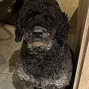 Mambo a rejoint le concours — aidez-le/la à gagner de superbes lots ! dog, curly_hair, black_dog, gray_dog, pet, indoor, tiled_floor, floor, looking_up, sitting, waiting, cute, animal, companion, fur, paw, nose, ears, shadow, household
