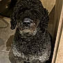 dog, curly_hair, black_dog, gray_dog, pet, indoor, tiled_floor, floor, looking_up, sitting, waiting, cute, animal, companion, fur, paw, nose, ears, shadow, household