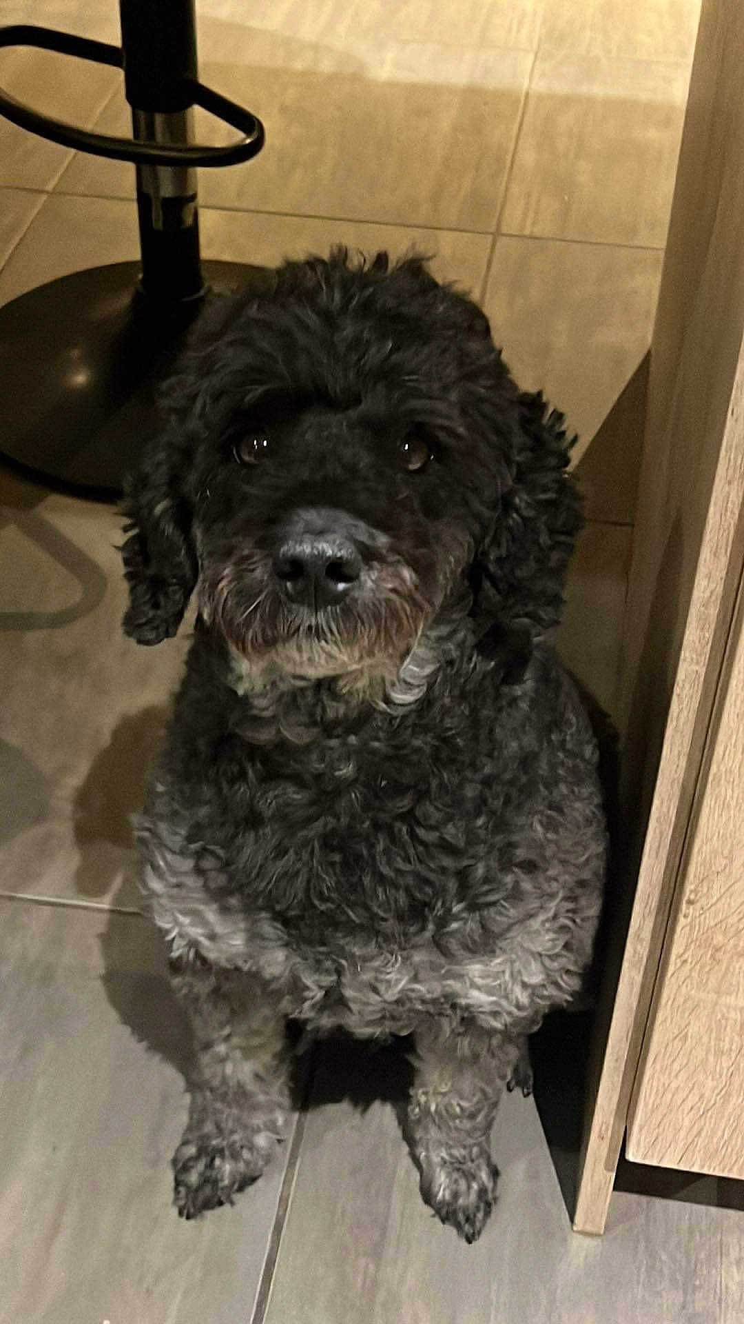 Mambo