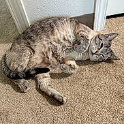 Bella joined the competition — help win amazing prizes! cat, tabby_cat, indoor, carpet, door, sunlight, relaxed, pet, feline, animal, fur, whiskers, paws, sleepy, cute, domestic, resting, home, cozy, light