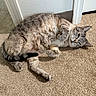 cat, tabby_cat, indoor, carpet, door, sunlight, relaxed, pet, feline, animal, fur, whiskers, paws, sleepy, cute, domestic, resting, home, cozy, light