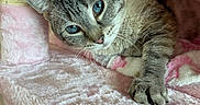 Bella joined the competition — help win amazing prizes! cat, blue_eyes, feline, pet, indoor, cat_tree, scratching_post, plush, pink, fur, whiskers, paw, close_up, relaxed, cute, animal, mammal, portrait, cozy, resting