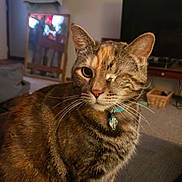 Ember joined the competition — help win amazing prizes! black, brown, cat, collar, couch, ears, fur, home_decor, indoors, living_room, mirror, one_eyed, pet, portrait, sitting, striped, tabby_cat, television, whiskers, winking
